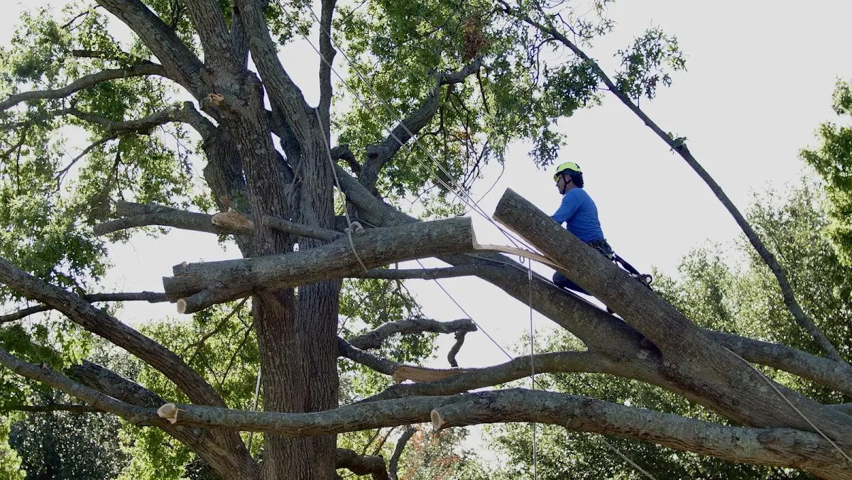 Professional Crown Thinning performed by certified arborists in Wytopitlock
